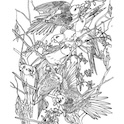thumbnail of carolina parrot coloring page